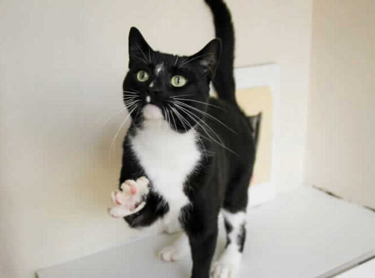 Help rescued cat Geordie find a new forever home 