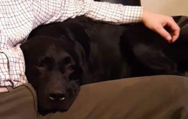 alfie2