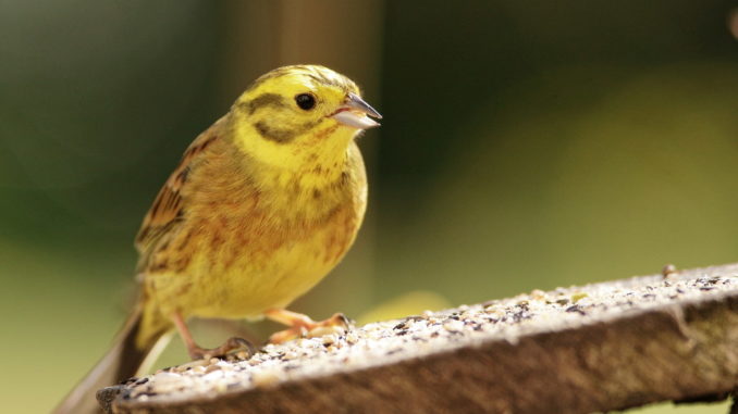 yellowhammer1