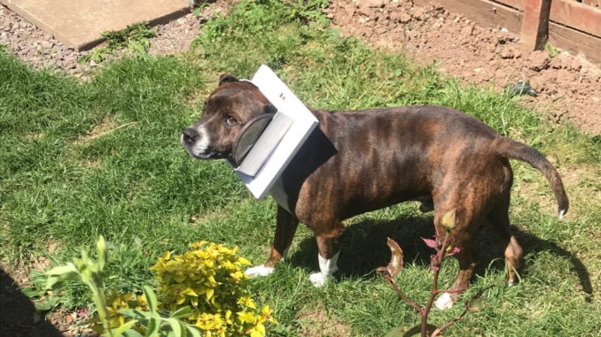 Staffy sales rescue yorkshire