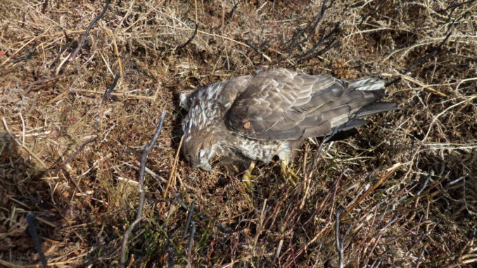 buzzard1