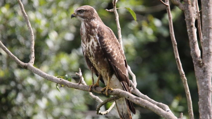 buzzard1