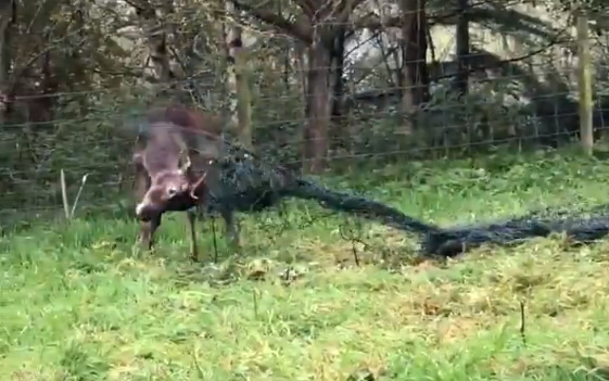 deernet