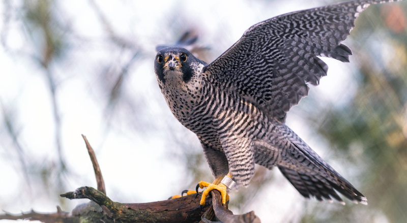 Thirsk Birds of Prey Centre  Rated and reviewed by experts on