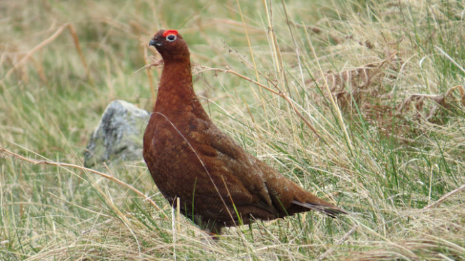 red grouse12