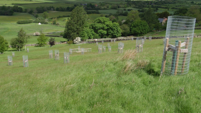Tree planting in the North York Moors_Pasture trees