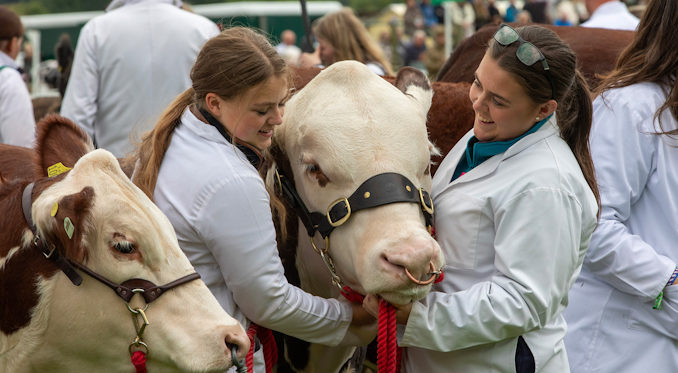 GYS24_Cattle Parade Main Ring (002)