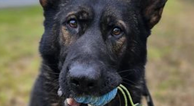 policedog12