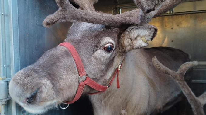reindeer12