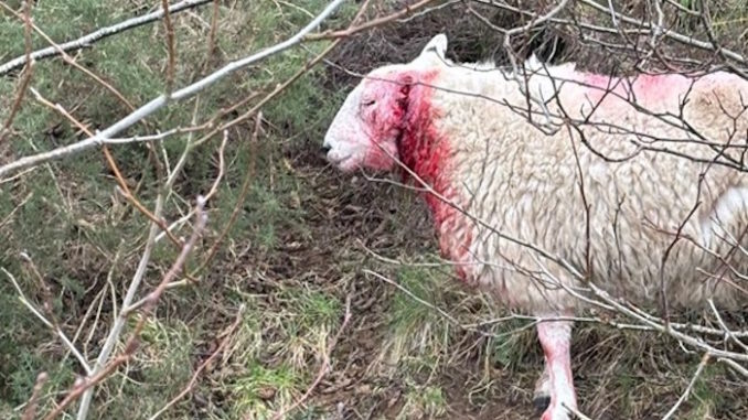 sheep1