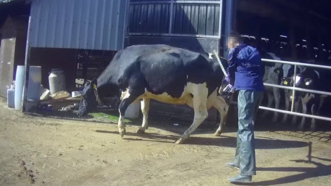 cow23